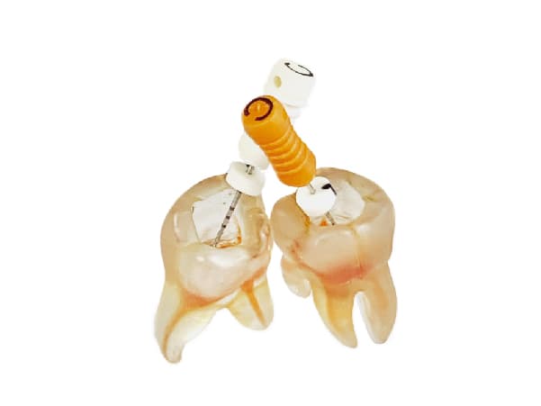 Bondent Endo Training Tooth